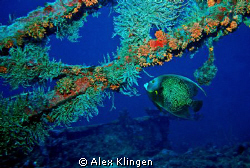 French angel on wreck by Alex Klingen 